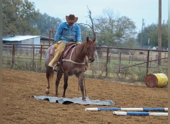 American Quarter Horse, Castrone, 7 Anni, Roano rosso