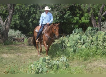 American Quarter Horse, Castrone, 7 Anni, Roano rosso