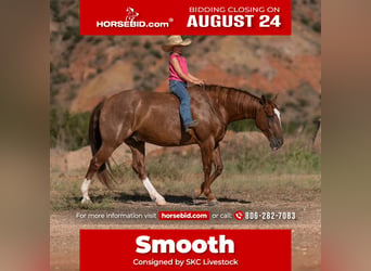American Quarter Horse, Castrone, 7 Anni, Sauro ciliegia