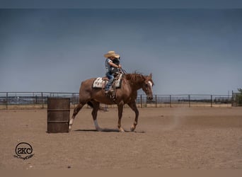 American Quarter Horse, Castrone, 7 Anni, Sauro ciliegia