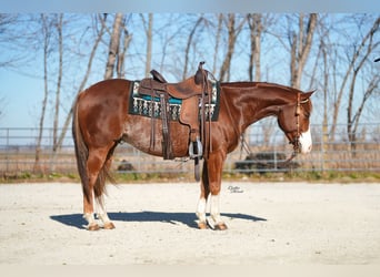 American Quarter Horse, Castrone, 7 Anni, Sauro ciliegia
