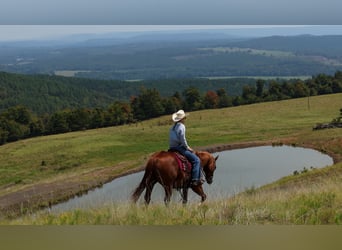 American Quarter Horse, Castrone, 7 Anni, Sauro ciliegia