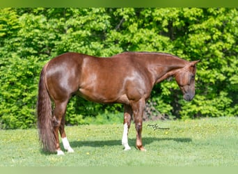 American Quarter Horse, Castrone, 7 Anni, Sauro ciliegia