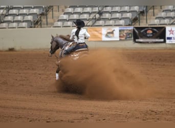 American Quarter Horse, Castrone, 7 Anni, Sauro ciliegia
