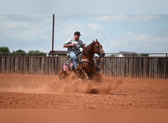 American Quarter Horse, Castrone, 7 Anni, Sauro ciliegia