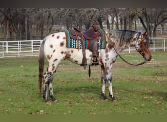 American Quarter Horse, Castrone, 7 Anni, Sauro