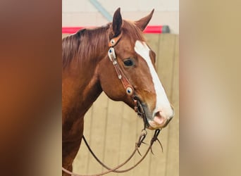 American Quarter Horse, Castrone, 7 Anni, Sauro scuro