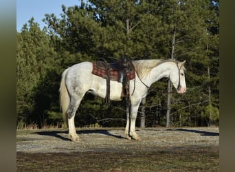 American Quarter Horse, Castrone, 7 Anni, Tobiano-tutti i colori