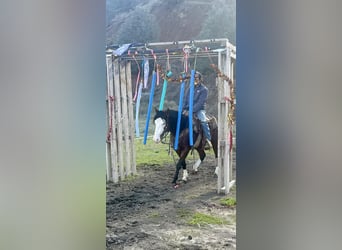 American Quarter Horse, Castrone, 8 Anni, 137 cm, Baio ciliegia