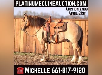 American Quarter Horse, Castrone, 8 Anni, 140 cm, Falbo