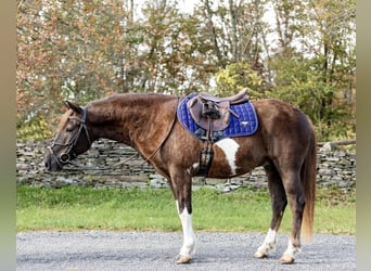 American Quarter Horse, Castrone, 8 Anni, 140 cm, Tobiano-tutti i colori