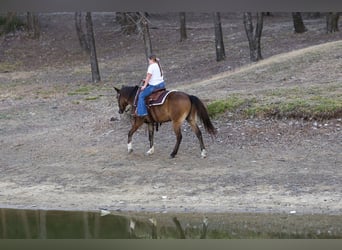 American Quarter Horse, Castrone, 8 Anni, 142 cm, Baio ciliegia