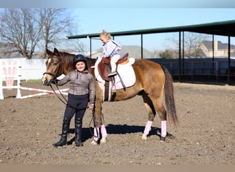 American Quarter Horse, Castrone, 8 Anni, 142 cm, Baio ciliegia