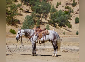 American Quarter Horse, Castrone, 8 Anni, 142 cm, Grigio pezzato