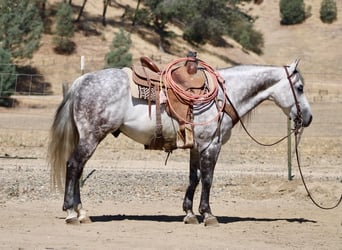 American Quarter Horse, Castrone, 8 Anni, 142 cm, Grigio pezzato