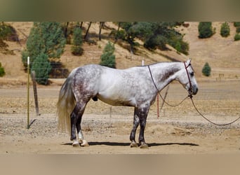 American Quarter Horse, Castrone, 8 Anni, 142 cm, Grigio pezzato