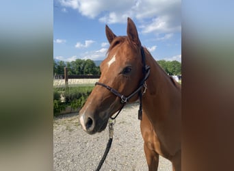 American Quarter Horse, Castrone, 8 Anni, 144 cm, Sauro