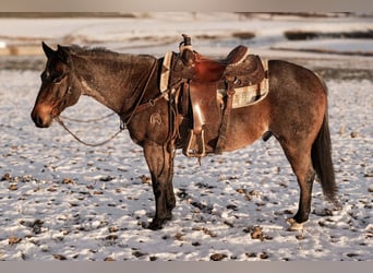 American Quarter Horse, Castrone, 8 Anni, 145 cm, Baio roano