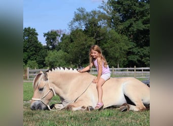 American Quarter Horse, Castrone, 8 Anni, 145 cm, Pelle di daino