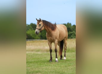 American Quarter Horse, Castrone, 8 Anni, 145 cm, Pelle di daino