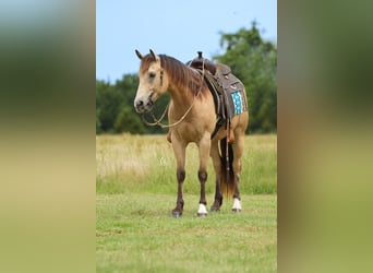 American Quarter Horse, Castrone, 8 Anni, 145 cm, Pelle di daino