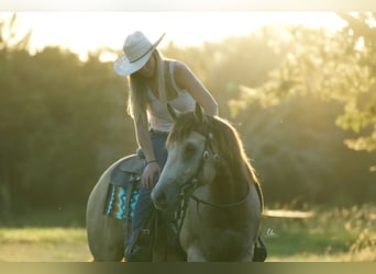 American Quarter Horse, Castrone, 8 Anni, 145 cm, Pelle di daino