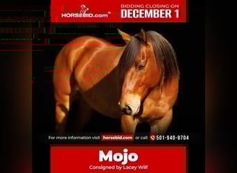 American Quarter Horse, Castrone, 8 Anni, 147 cm, Baio ciliegia