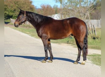 American Quarter Horse, Castrone, 8 Anni, 147 cm, Baio ciliegia