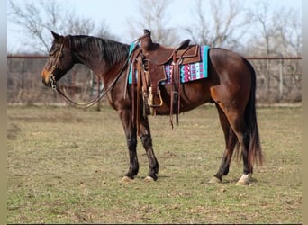 American Quarter Horse, Castrone, 8 Anni, 147 cm, Baio ciliegia