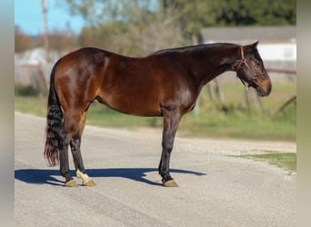 American Quarter Horse, Castrone, 8 Anni, 147 cm, Baio ciliegia