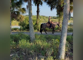 American Quarter Horse, Castrone, 8 Anni, 147 cm, Baio roano