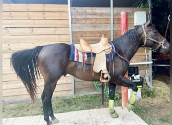 American Quarter Horse, Castrone, 8 Anni, 147 cm, Baio scuro