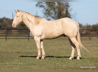 American Quarter Horse, Castrone, 8 Anni, 147 cm, Cremello