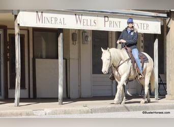 American Quarter Horse, Castrone, 8 Anni, 147 cm, Cremello