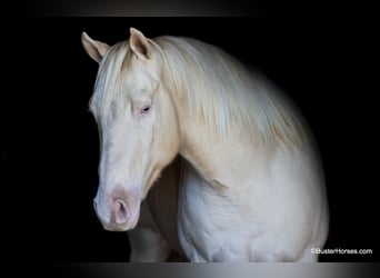 American Quarter Horse, Castrone, 8 Anni, 147 cm, Cremello