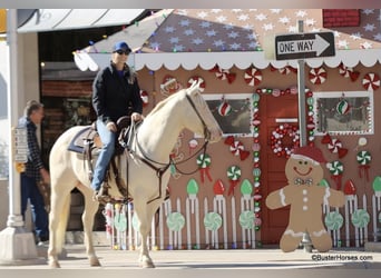 American Quarter Horse, Castrone, 8 Anni, 147 cm, Cremello