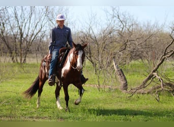 American Quarter Horse, Castrone, 8 Anni, 147 cm, Overo-tutti i colori