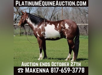 American Quarter Horse, Castrone, 8 Anni, 147 cm, Overo-tutti i colori