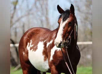 American Quarter Horse, Castrone, 8 Anni, 147 cm, Overo-tutti i colori