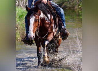 American Quarter Horse, Castrone, 8 Anni, 147 cm, Overo-tutti i colori
