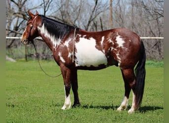 American Quarter Horse, Castrone, 8 Anni, 147 cm, Overo-tutti i colori