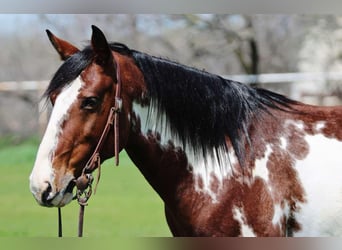 American Quarter Horse, Castrone, 8 Anni, 147 cm, Overo-tutti i colori