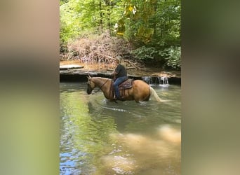 American Quarter Horse, Castrone, 8 Anni, 147 cm, Palomino