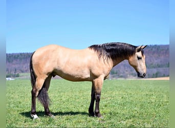 American Quarter Horse, Castrone, 8 Anni, 147 cm, Pelle di daino