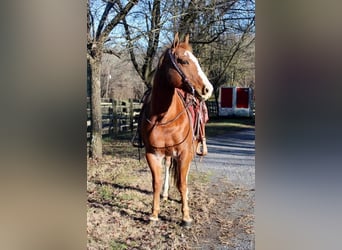 American Quarter Horse Mix, Castrone, 8 Anni, 147 cm, Rabicano