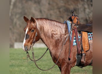 American Quarter Horse, Castrone, 8 Anni, 147 cm, Roano rosso