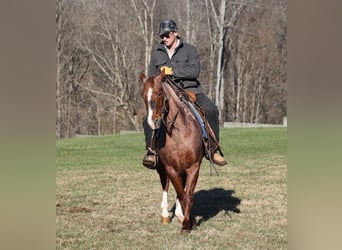 American Quarter Horse, Castrone, 8 Anni, 147 cm, Roano rosso