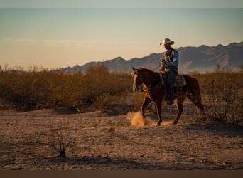 American Quarter Horse, Castrone, 8 Anni, 147 cm, Sauro ciliegia