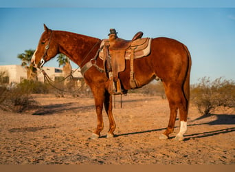 American Quarter Horse, Castrone, 8 Anni, 147 cm, Sauro ciliegia