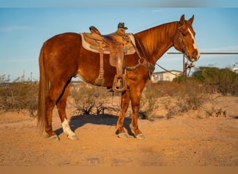 American Quarter Horse, Castrone, 8 Anni, 147 cm, Sauro ciliegia